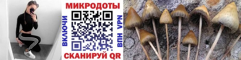 Галлюциногенные грибы Cubensis  omg ссылка  Прохладный 